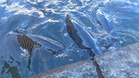 DSC_0245.jpg